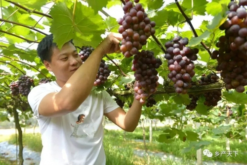 撬動(dòng)社會(huì)資本超20億元！鄉(xiāng)村產(chǎn)業(yè)提升，江西南昌這樣干